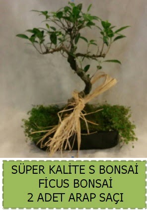 Ficus S Bonsai ve arap sa Ankara Ankamall AVM ieki telefonlar