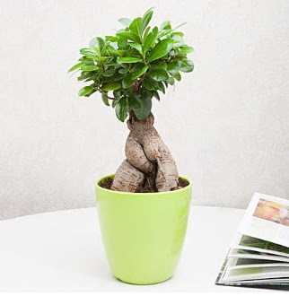 Ficus Ginseng Bonsai Ankara Atlantis alveri elence merkezi AVM iek siparii iekiler