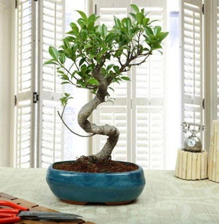 Amazing Bonsai Ficus S thal Ankara Kentpark Alveri Merkezi AVM iekiler