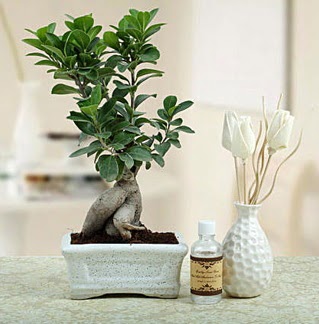 Ginseng ficus bonsai Ankara Cepa Alveri Merkezi AVM iekiler