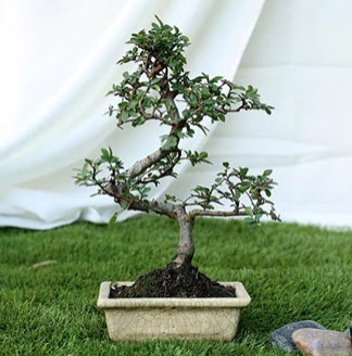 Fashionable Ulmus S Shape Bonsai thal Carrefoursa AVM Ankara iek siparii 