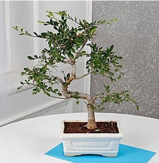 Unique Ulmus S Shaped Bonsai Ankara Gimsa AVM iek online iek siparii