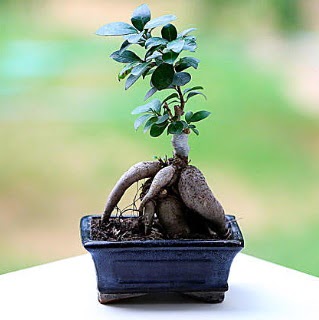 Marvellous Ficus Microcarpa ginseng bonsai Ankara Arcadium Alveri Merkezi AVM iek siparii