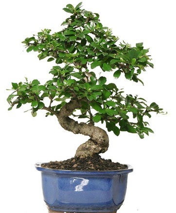 21 ile 25 cm aras zel S bonsai japon aac Ankara Ankamall AVM ieki telefonlar