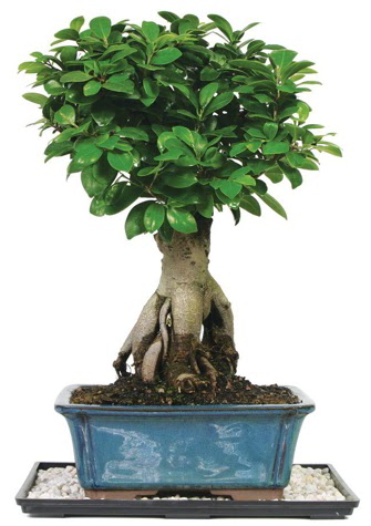 Bonsai Ginsing Grafted Ficus Bonsai Ankara Antares Alveri merkezi AVM iek yolla