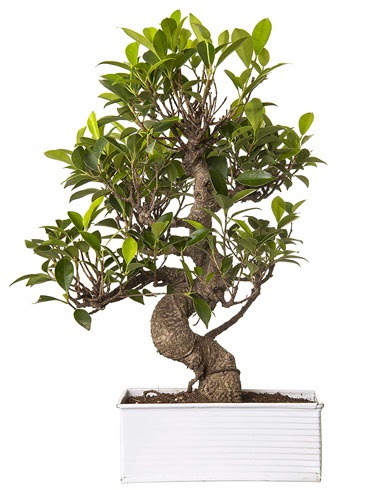 Exotic Green S Gvde 6 Year Ficus Bonsai Ankara FTZ Alveri merkezi AVM iekiler iek gnder