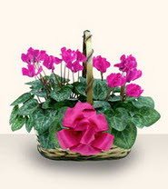 Ankara Podium AVM  cicek , cicekci  Double Cyclamen sepette