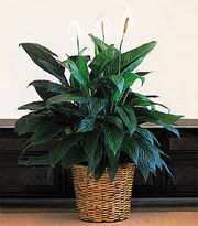 Ankara Gimsa AVM iek online iek siparii Large Spathiphyllum