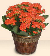 Ankara Eryaman Gksu AVM iek servisi , ieki adresleri Large Kalanchoe in Basket