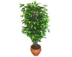 Ficus Benjamin 1,50 cm  Ankara Akvaryum AVM iek yolla