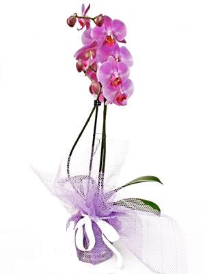 Ankara Akvaryum AVM iek yolla Kaliteli ithal saksida orkide