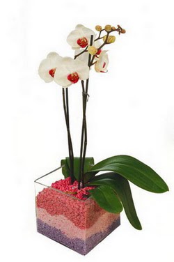 Ankara Optimum AVM ieki adresleri telefonlar tek dal cam yada mika vazo ierisinde orkide