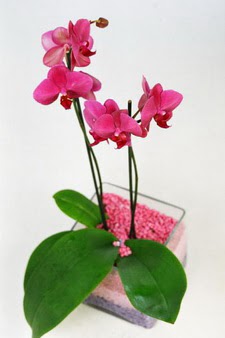 Ankara Panora AVM ieki maazas tek dal cam yada mika vazo ierisinde orkide