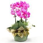 Ankara Nata Vega AVM iekiler 2 dal orkide , 2 kkl orkide - saksi iegidir