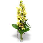 Ankara Nata Vega AVM iekiler cam vazo ierisinde tek dal canli orkide