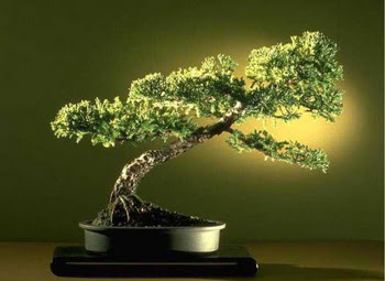 ithal bonsai saksi iegi Ankara Panora AVM ieki maazas