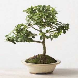 ithal bonsai saksi iegi Ankara Gimsa AVM iek online iek siparii