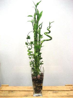 Lucky Bamboo sans melegi iegi Ankara Podium AVM  cicek , cicekci 