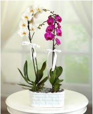 1 dal beyaz 1 dal mor yerli orkide saksda Ankara Eryaman Gksu AVM iek servisi , ieki adresleri