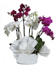 4 dal mor orkide 2 dal beyaz orkide Ankara Akvaryum AVM iek yolla