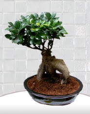 saks iei japon aac bonsai Ankara Glba Evsa Ylpa AVM kaliteli taze ve ucuz iekler