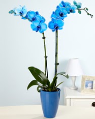 Esiz bir hediye 2 dall mavi orkide Ankara Acity Premium Outlet AVM cicekciler , cicek siparisi