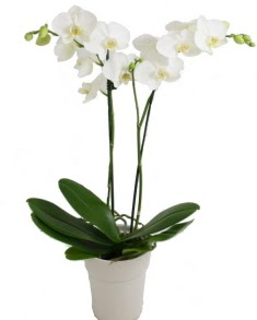 2 dall beyaz orkide Ankara Optimum AVM ieki adresleri telefonlar