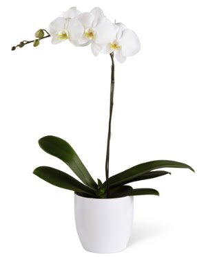 1 dall beyaz orkide Ankara Atlantis alveri elence merkezi AVM iek siparii iekiler