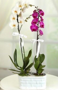 1 mor 1 dal beyaz thal orkide sepet ierisinde Ankara Glba ar AVM iek maazas , ieki adresleri