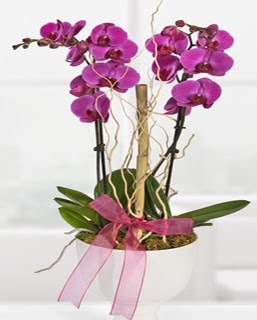 2 dall nmor orkide Ankara Akvaryum AVM iek yolla