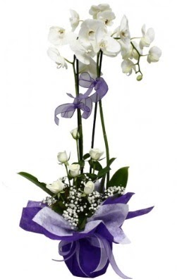 2 dall beyaz orkide 5 adet beyaz gl Ankara Panora AVM ieki maazas