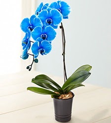 1 dall sper esiz mavi orkide Ankara Glba ar AVM iek maazas , ieki adresleri
