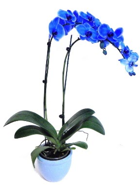 Seramikli 2 dall sper esiz mavi orkide Ankara Eryaman Gksu AVM iek servisi , ieki adresleri