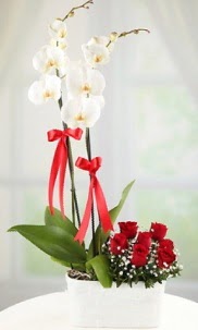 2 dall beyaz orkide ve 7 krmz gl Ankara Forum Outlet AVM ieki iek siparii