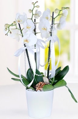 3 dall beyaz orkide Ankara Antares Alveri merkezi AVM iek yolla 