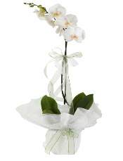 1 dal beyaz orkide iei Ankara Arcadium Alveri Merkezi AVM iek siparii
