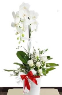 Tek dall beyaz orkide 5 beyaz gl Ankara Next Level AVM iek siparii sitesi