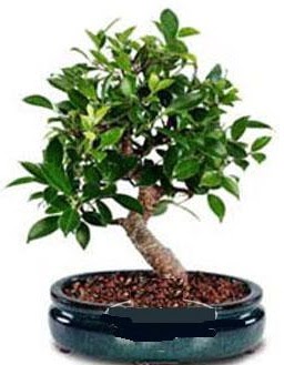 5 yanda japon aac bonsai bitkisi Ankara Akvaryum AVM iek yolla
