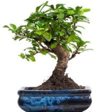 5 yanda japon aac bonsai bitkisi Ankara Taurus AVM iekiler iek sat