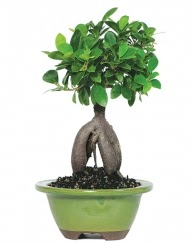 5 yanda japon aac bonsai bitkisi Ankara Podium AVM  cicek , cicekci 