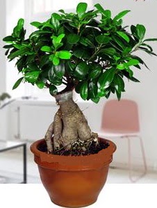 5 yanda japon aac bonsai bitkisi Ankara Gordion Alveri Merkezi AVM online iek gnderme sipari