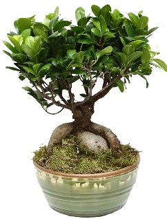 Japon aac bonsai saks bitkisi Ankara Nata Vega AVM iekiler