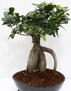 Japon aac bonsai saks bitkisi Ankara Antares Alveri merkezi AVM iek yolla