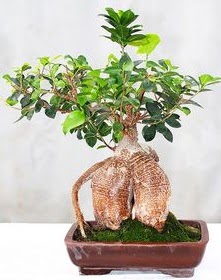 Japon aac bonsai saks bitkisi Ankara Karum i ve alveri merkezi AVM ucuz iek gnder