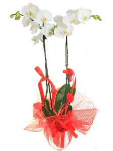 2 dall beyaz orkide bitkisi Ankara Optimum AVM ieki adresleri telefonlar