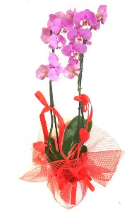 2 dall mor orkide bitkisi Ankara Taurus AVM iekiler iek sat