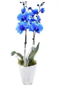 2 dall AILI mavi orkide Ankara Taurus AVM iekiler iek sat