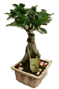 Japon aac bonsai seramik saks Ankara Glba ar AVM iek maazas , ieki adresleri