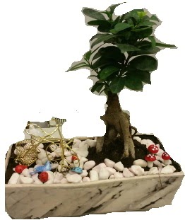 Japon aac bonsai sat Ankara Akvaryum AVM iek yolla