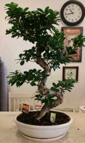 100 cm yksekliinde dev bonsai japon aac Ankara Nata Vega AVM iekiler
